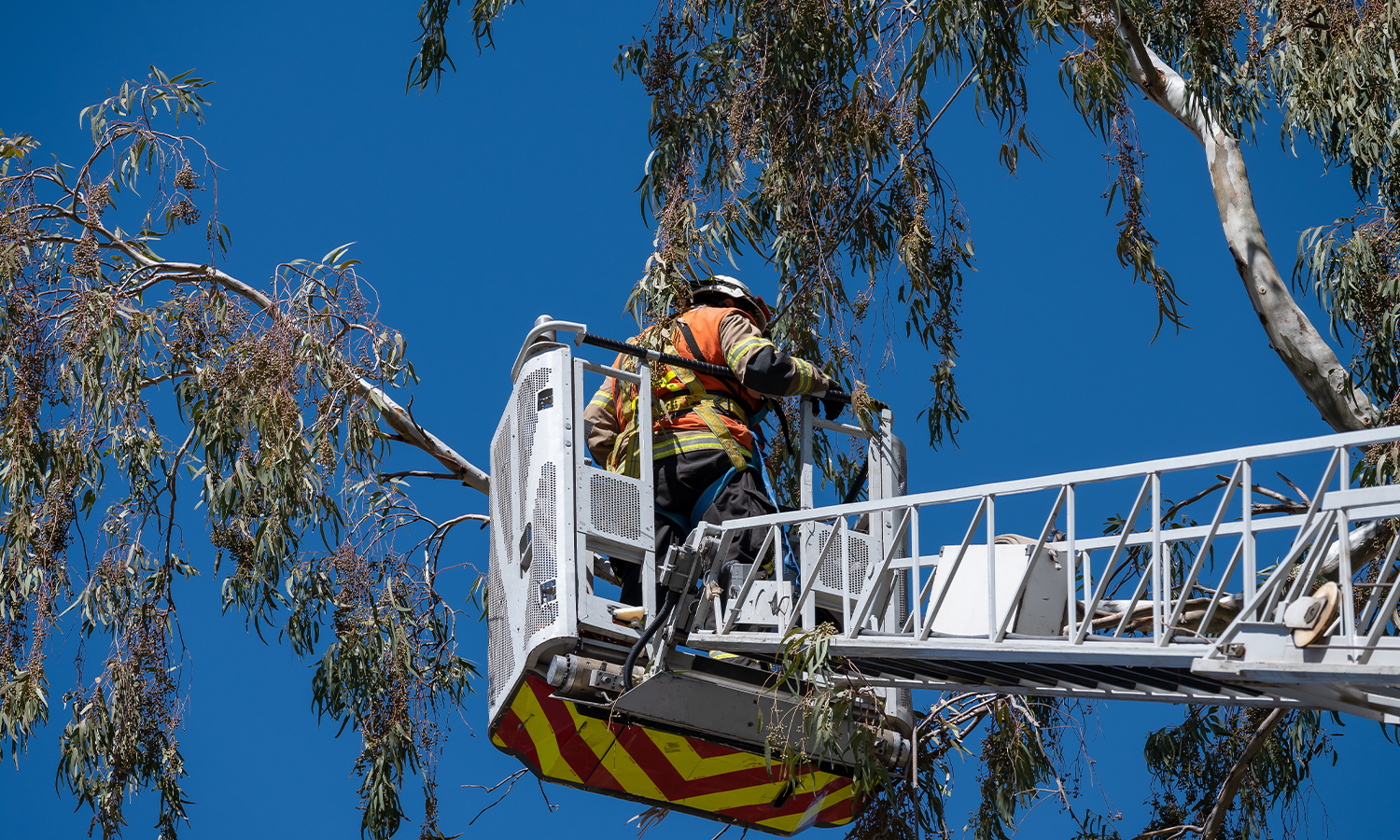 Primary campaign - tree clearing